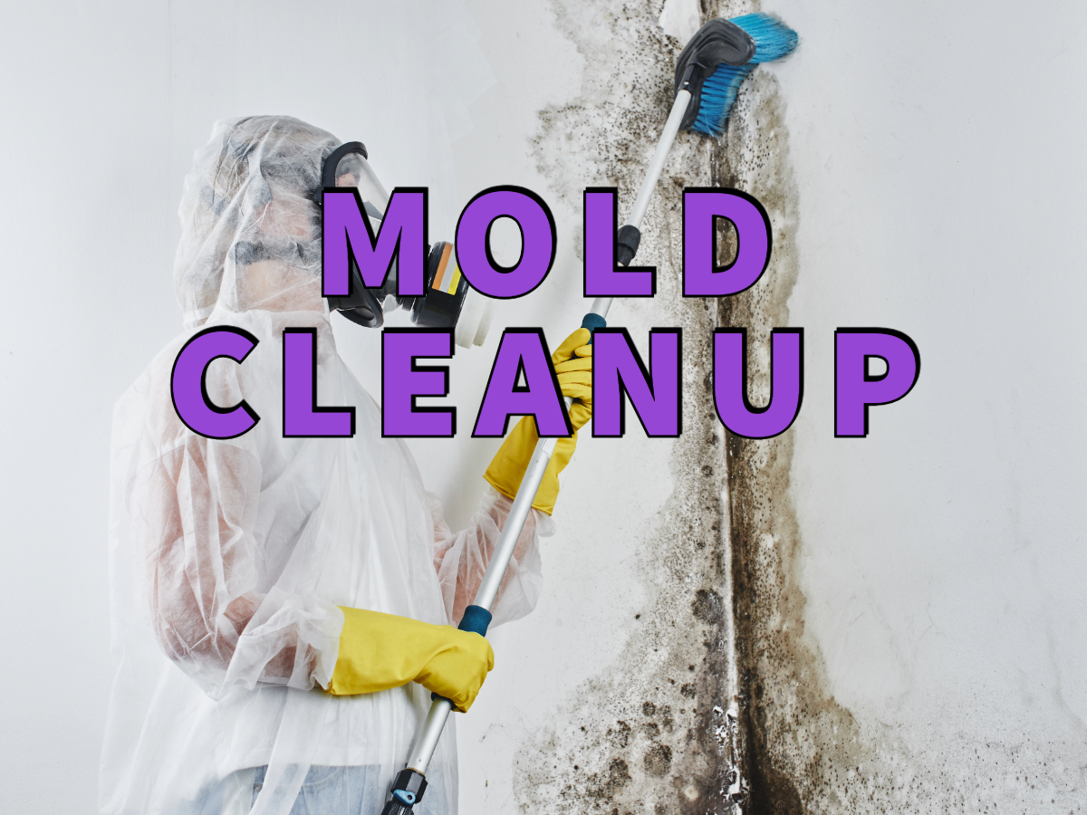 mold cleanup written in purple over worker in protective suit cleaning mold on white wall