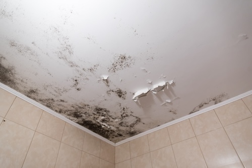 Black mold and mildew spots on the ceiling or wall due to poor air ventilation and high humidity. Harm